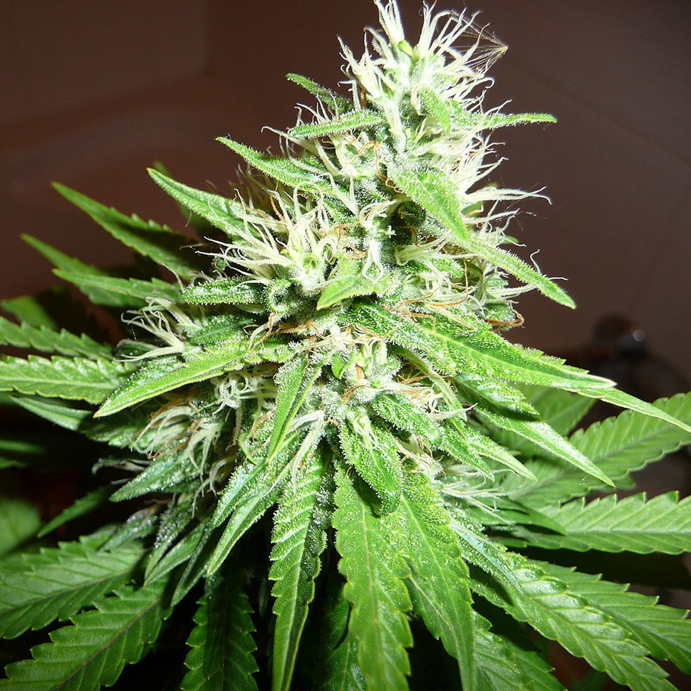 Семена каннабиса  Hawai feminised Ganja Seeds