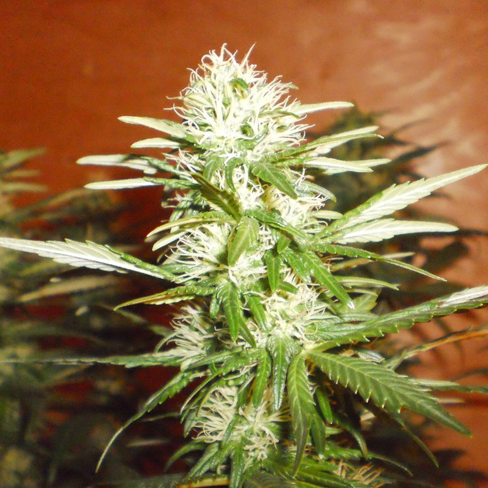 Семена марихуаны  Kun feminised Bang Seeds