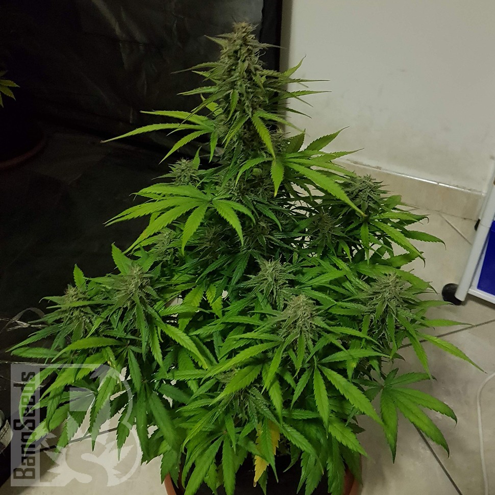 Семена марихуаны  Auto Lemon Haze feminised Ganja Seeds