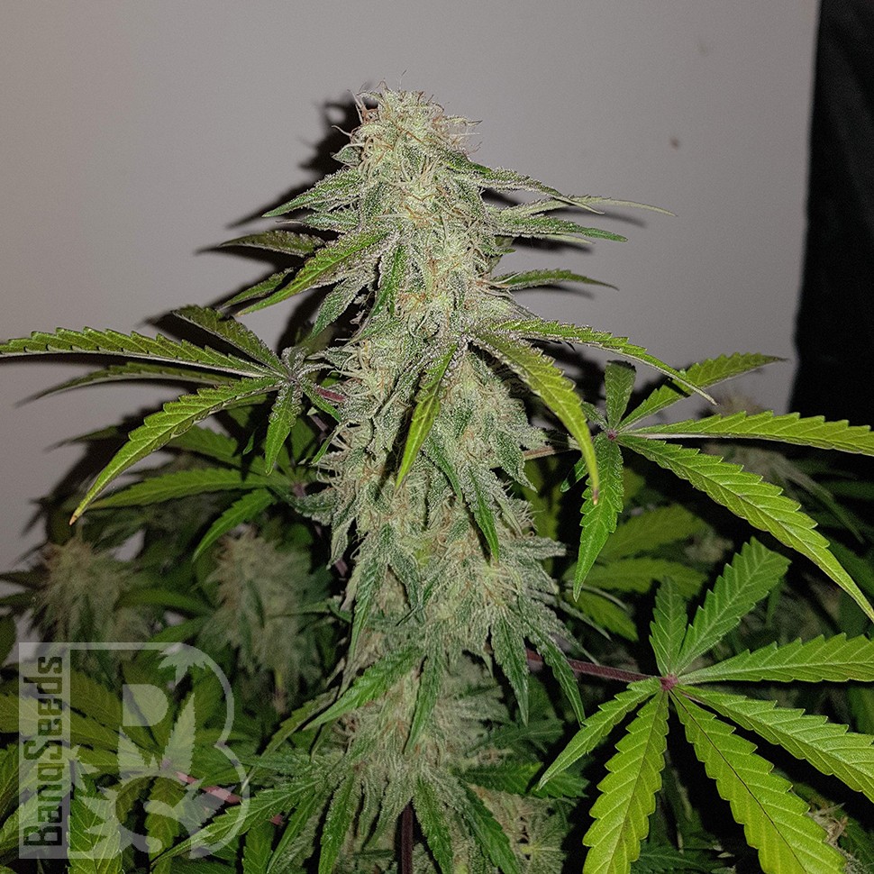 заказ семян конопли Auto Lemon Haze feminised