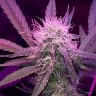 заказать семена конопли наложенным платежом Auto Lemon Haze feminised