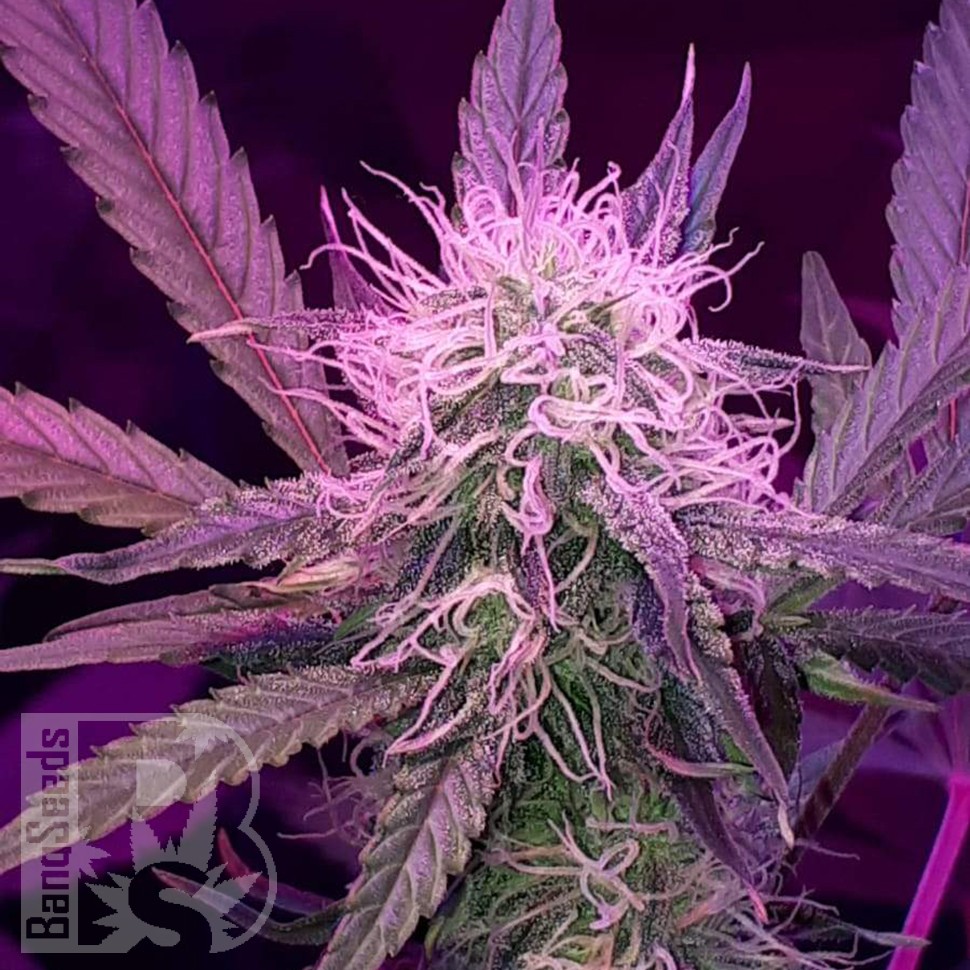 заказать семена конопли наложенным платежом Auto Lemon Haze feminised