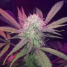 Семена марихуаны  Auto Lemon Haze feminised Ganja Seeds