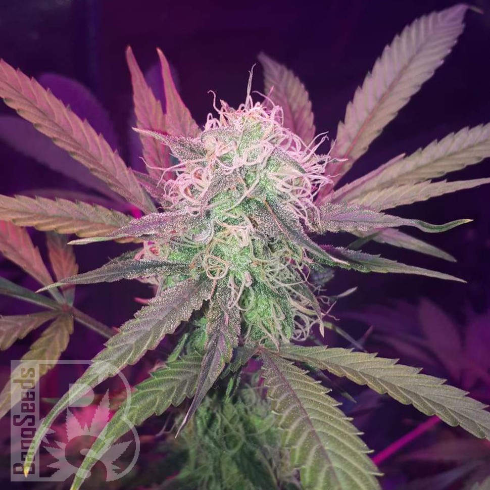 Семена марихуаны  Auto Lemon Haze feminised Ganja Seeds