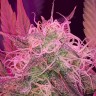 Семена марихуаны  Auto Lemon Haze feminised Ganja Seeds