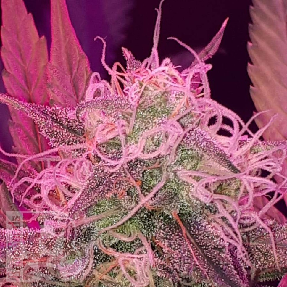 Семена марихуаны  Auto Lemon Haze feminised Ganja Seeds