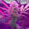 Семена марихуаны  Auto Lemon Haze feminised Ganja Seeds