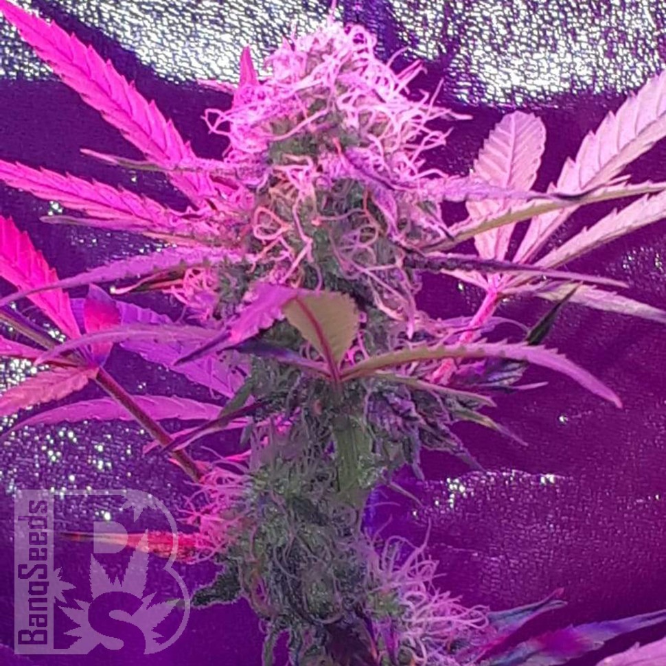 Семена марихуаны  Auto Lemon Haze feminised Ganja Seeds