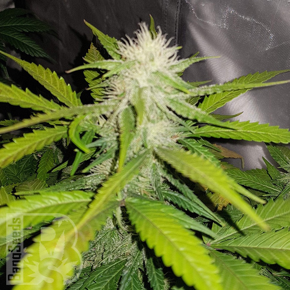 Семена марихуаны  Auto Lemon Haze feminised Ganja Seeds