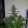 Семена марихуаны  Auto Lemon Haze feminised Ganja Seeds
