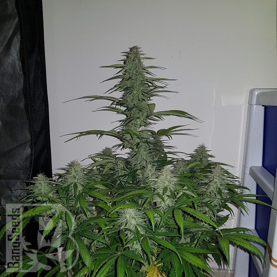 Семена марихуаны  Auto Lemon Haze feminised Ganja Seeds