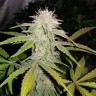 Семена марихуаны  Auto Lemon Haze feminised Ganja Seeds