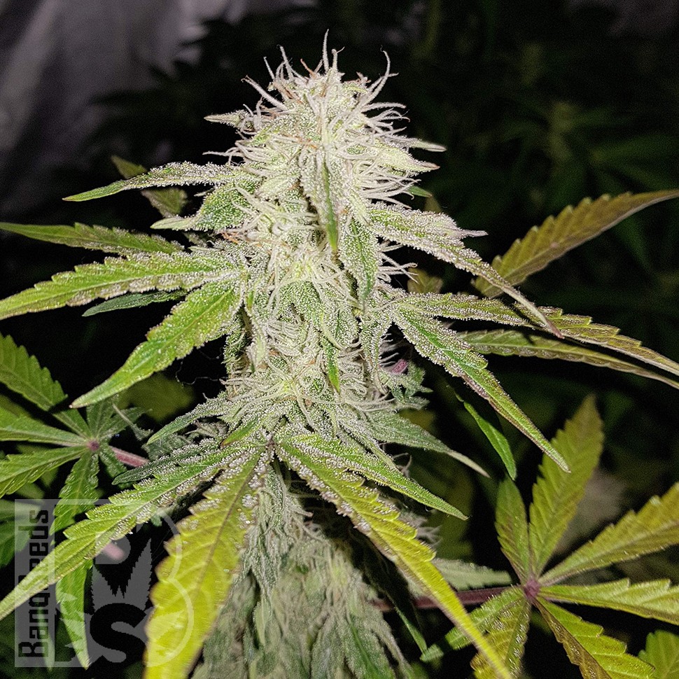 Семена марихуаны  Auto Lemon Haze feminised Ganja Seeds