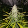 Семена марихуаны  Auto Lemon Haze feminised Ganja Seeds
