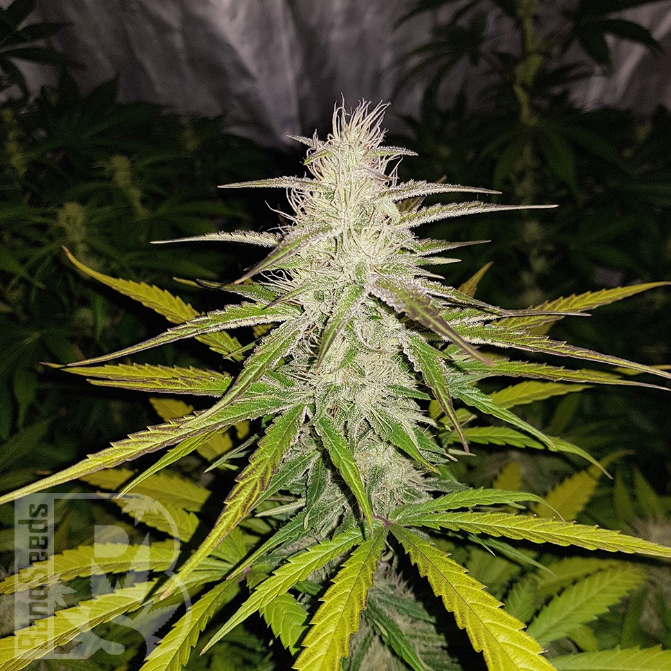 Семена марихуаны  Auto Lemon Haze feminised Ganja Seeds