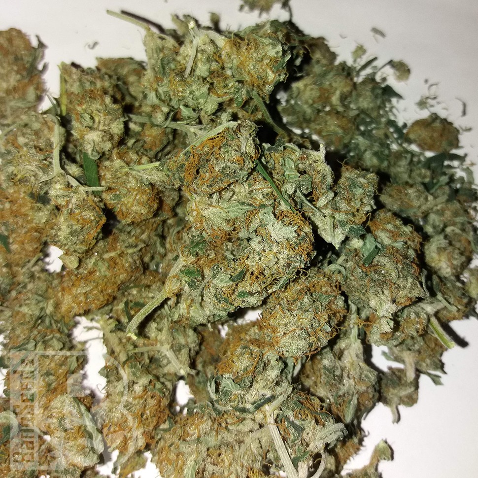 Семена марихуаны  Auto Lemon Haze feminised Ganja Seeds