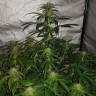 Семена марихуаны  Auto Lemon Haze feminised Ganja Seeds