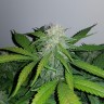 Семена марихуаны  Auto Lemon Haze feminised Ganja Seeds