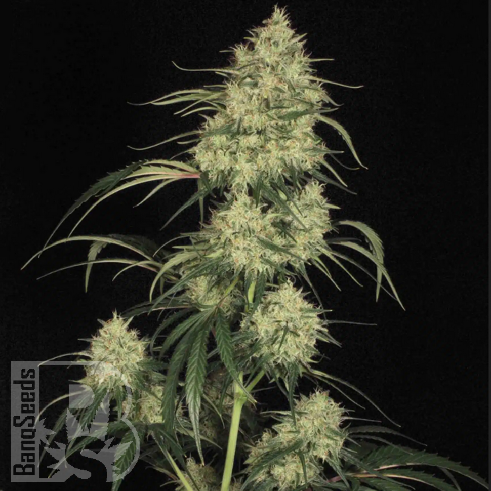 Семена ганжа  Atomical Haze feminised Ganja Seeds
