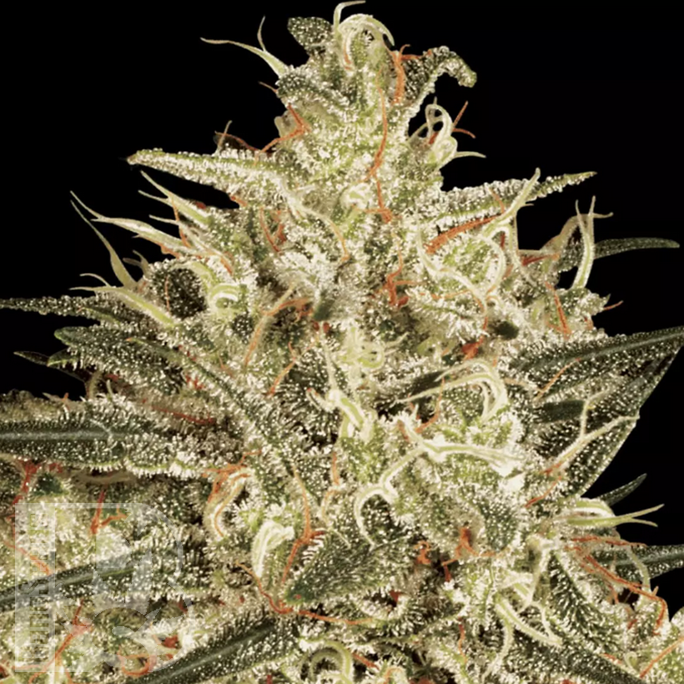 семенам конопли Atomical Haze feminised Ganja Seeds