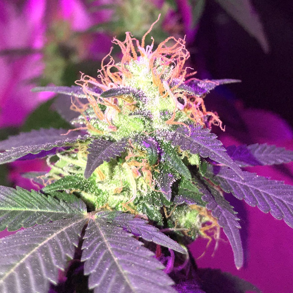 Семена  G1 regular Ganja Seeds