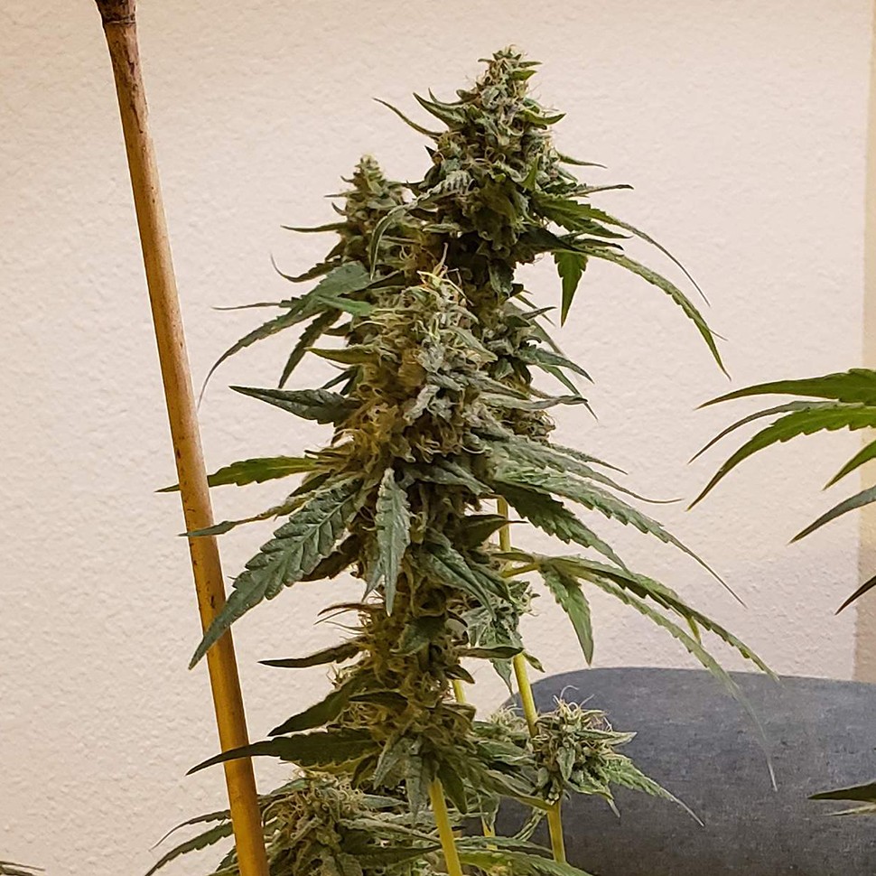 Семена каннабиса  Auto Fruit feminised Ganja Seeds