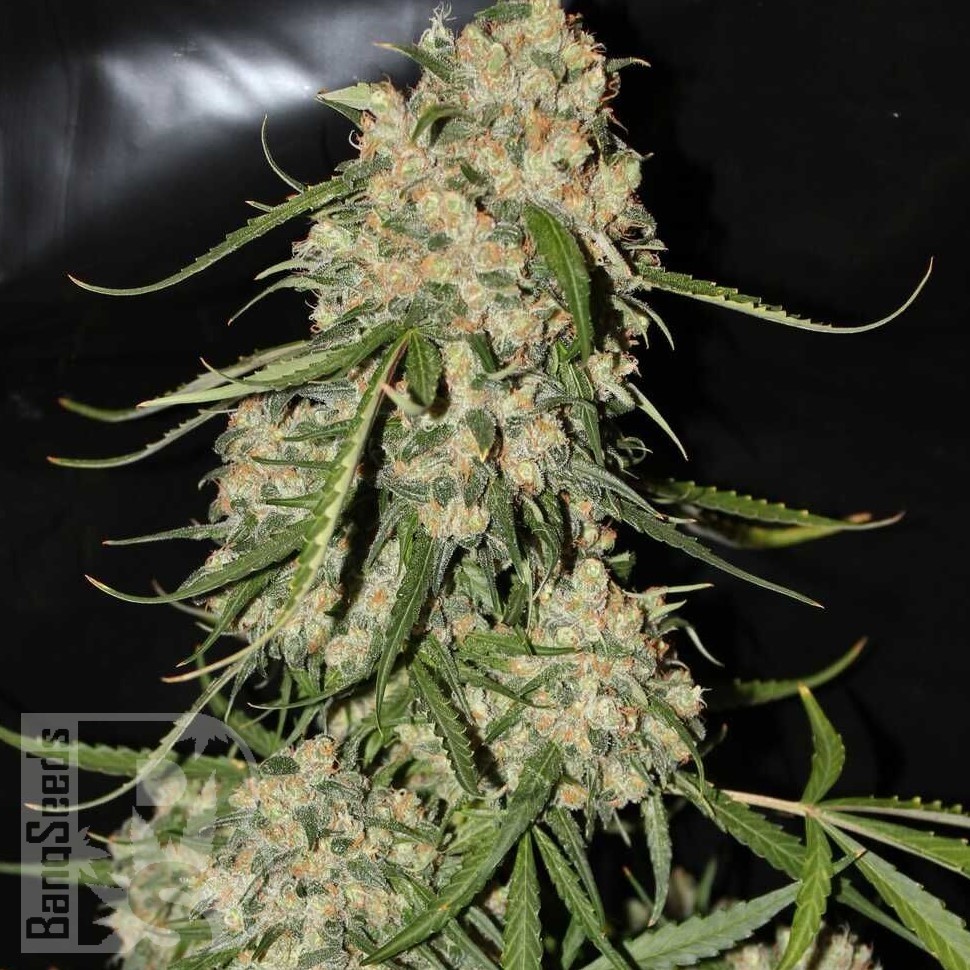 Семена конопли  Mountain Kush feminised Ganja Seeds