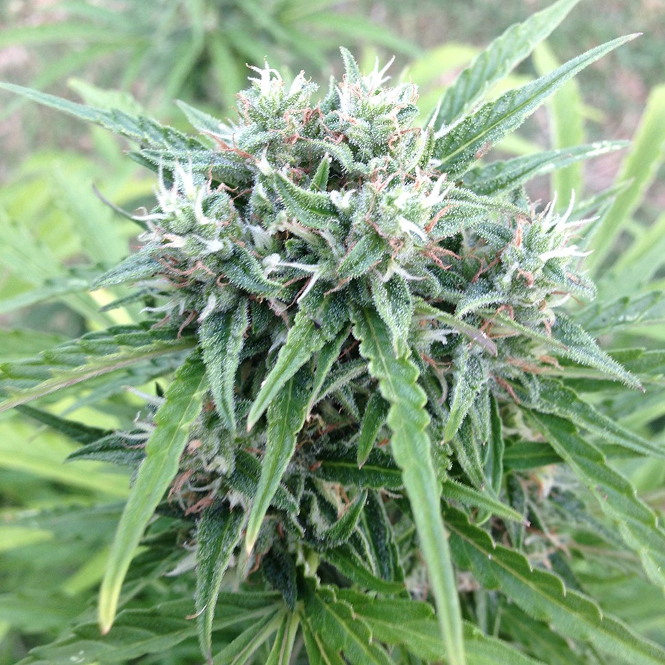 купить семена конопли Auto Beshbarmak feminised