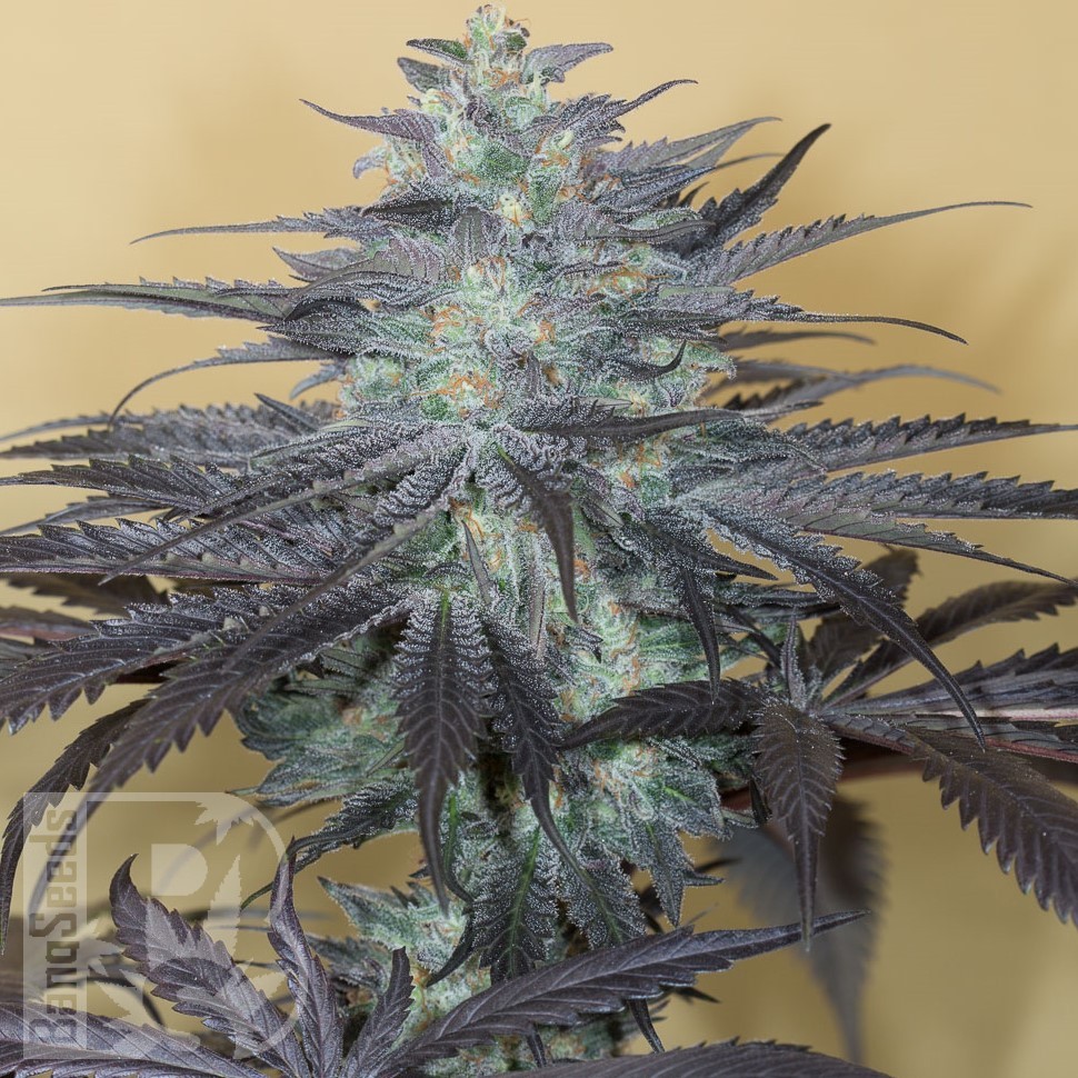 Семена конопли  Auto Beshbarmak feminised Bang Seeds