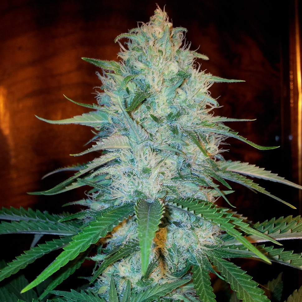 Семена  Otrar feminised Bang Seeds