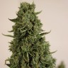 магазин семян конопли Auto Doctor's Choice feminised Ganja Seeds