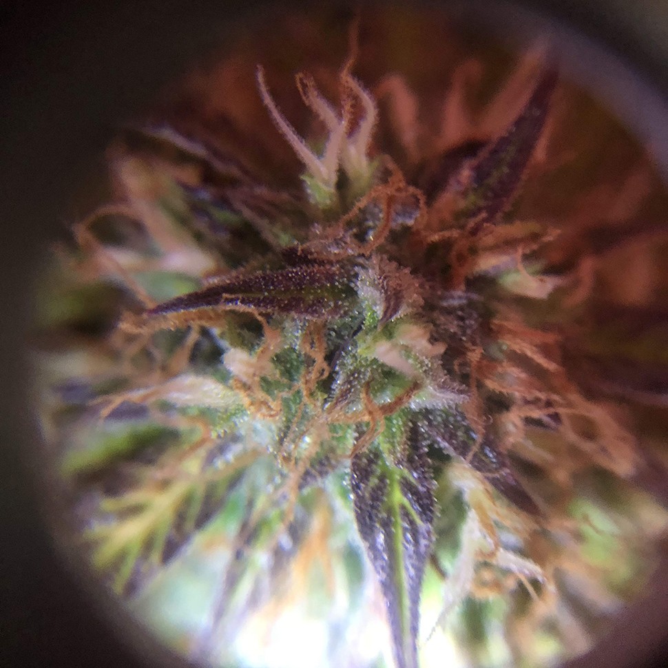 где заказать семена конопли Auto Amnesia Haze feminised