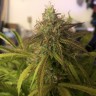 заказать семена конопли наложенным платежом Auto Amnesia Haze feminised