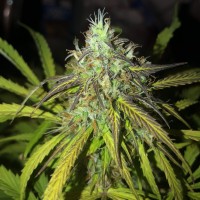Auto Amnesia Haze feminised Ganja Seeds