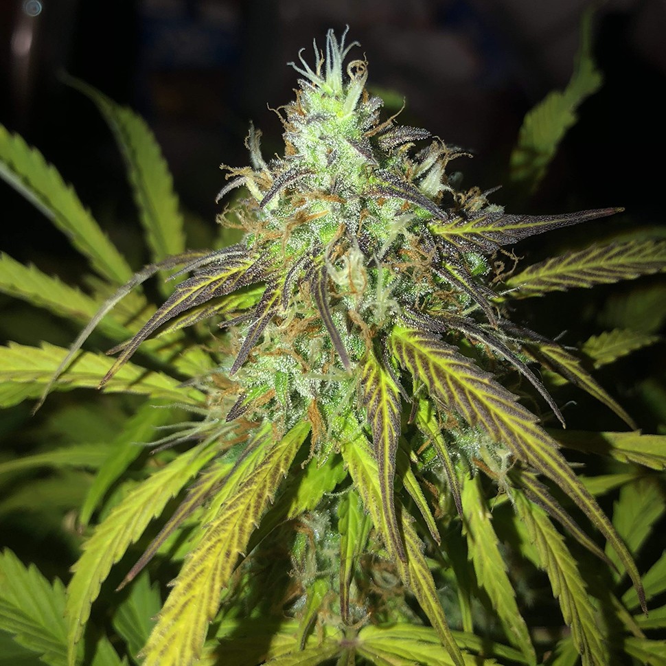 Семена  Auto Amnesia Haze feminised Ganja Seeds