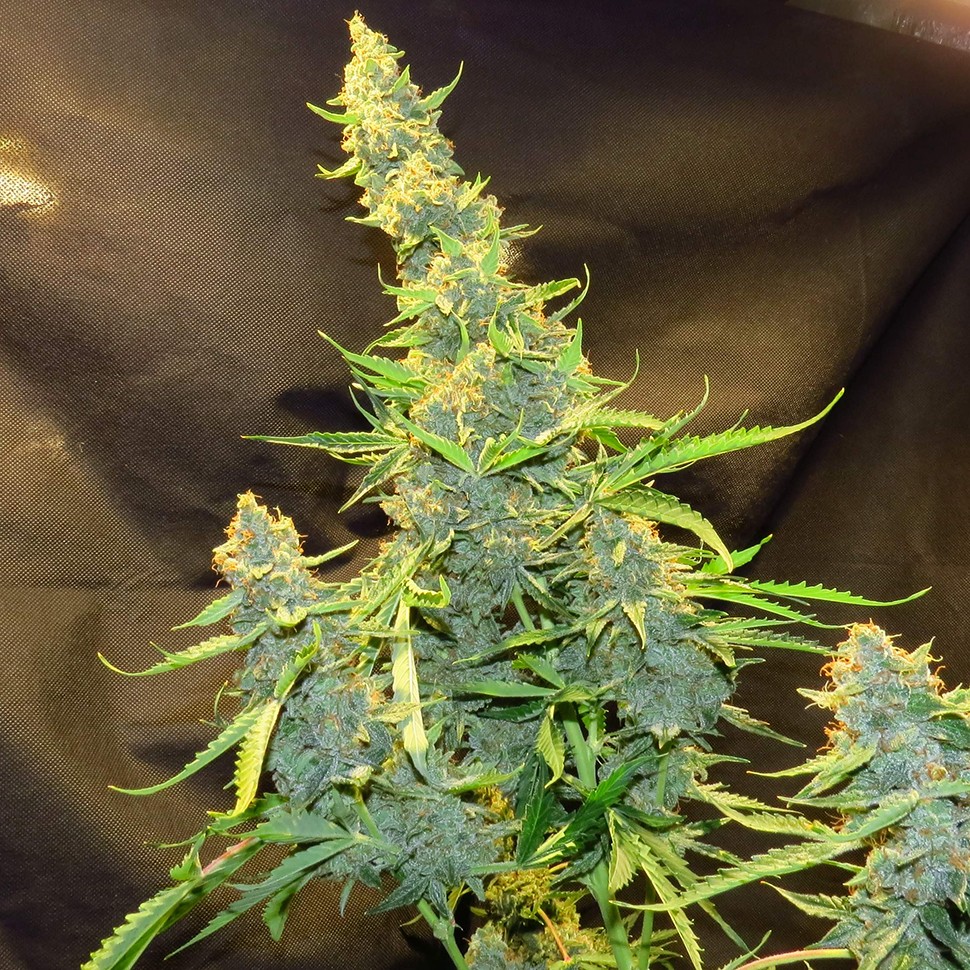 Семена марихуаны  Northern Lights x AK feminised Ganja Seeds