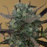 Семена ганжа  Auto Chemdawg feminised Ganja Seeds