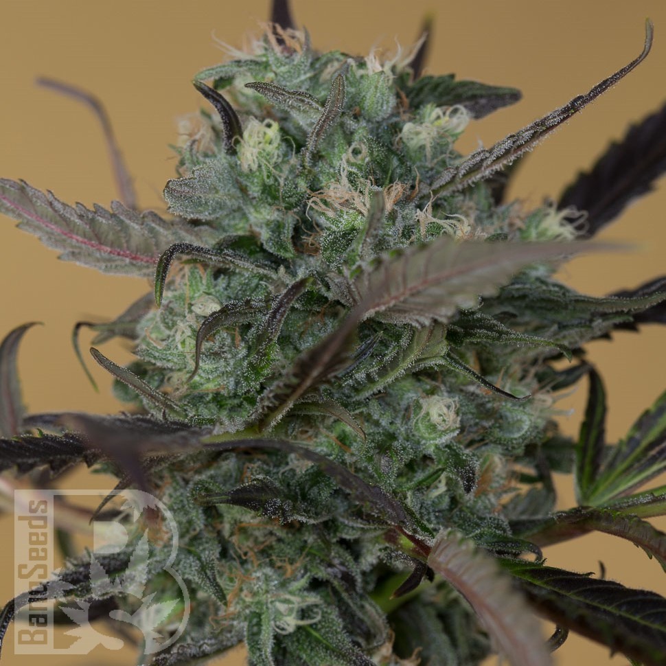 Семена ганжа  Auto Chemdawg feminised Ganja Seeds