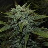 Семена ганжа  Auto Chemdawg feminised Ganja Seeds