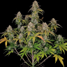 Семена ганжа  Auto Chemdawg feminised Ganja Seeds