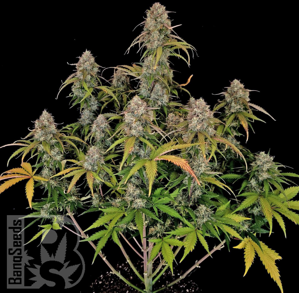 Семена ганжа  Auto Chemdawg feminised Ganja Seeds