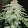 Семена ганжа  Auto Chemdawg feminised Ganja Seeds