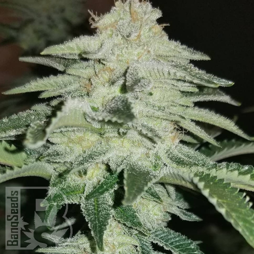 Семена ганжа  Auto Chemdawg feminised Ganja Seeds
