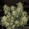 Семена ганжа  Auto Chemdawg feminised Ganja Seeds