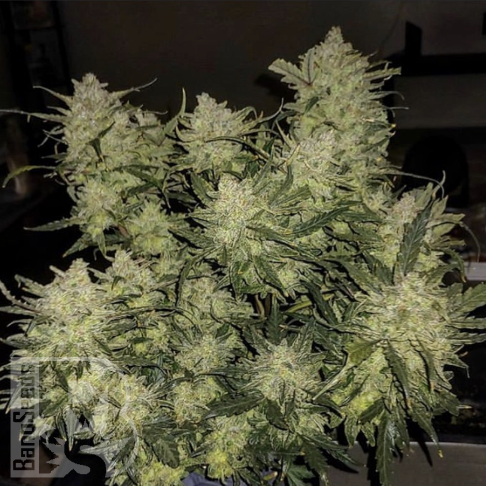 Семена ганжа  Auto Chemdawg feminised Ganja Seeds