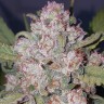 Семена ганжа  Auto Chemdawg feminised Ganja Seeds
