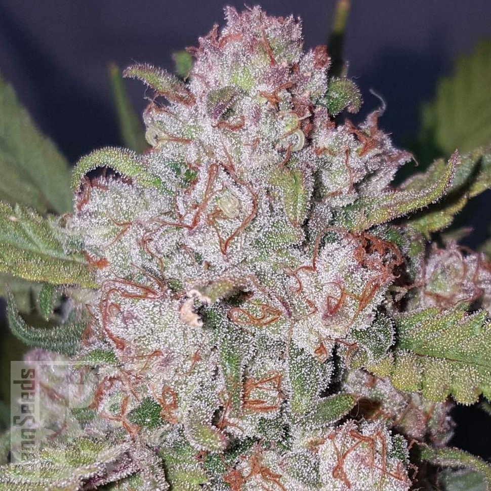 Семена ганжа  Auto Chemdawg feminised Ganja Seeds