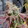 Семена ганжа  Auto Chemdawg feminised Ganja Seeds