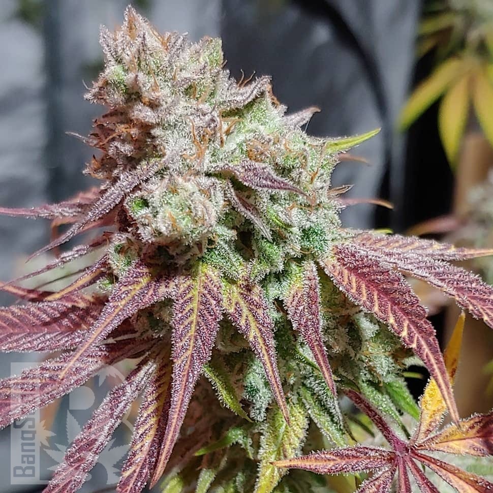 Семена ганжа  Auto Chemdawg feminised Ganja Seeds