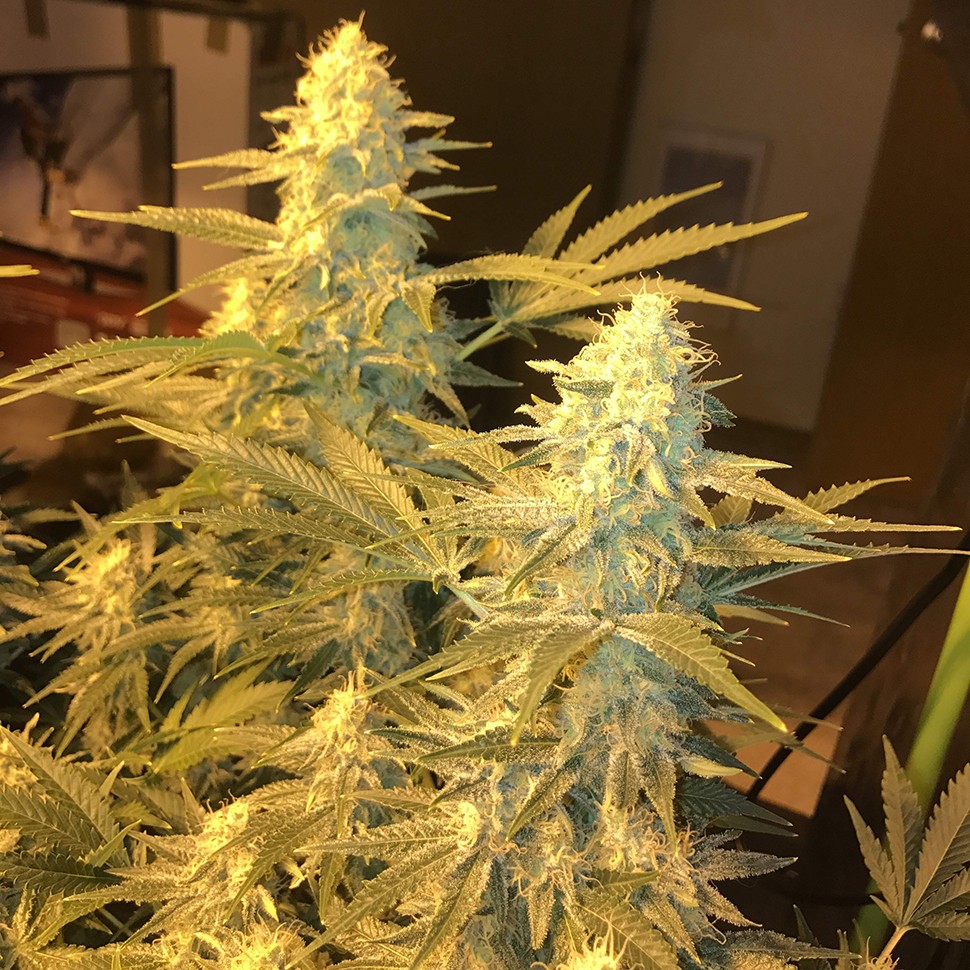 Семена марихуаны  Snow Leopard feminised Bang Seeds